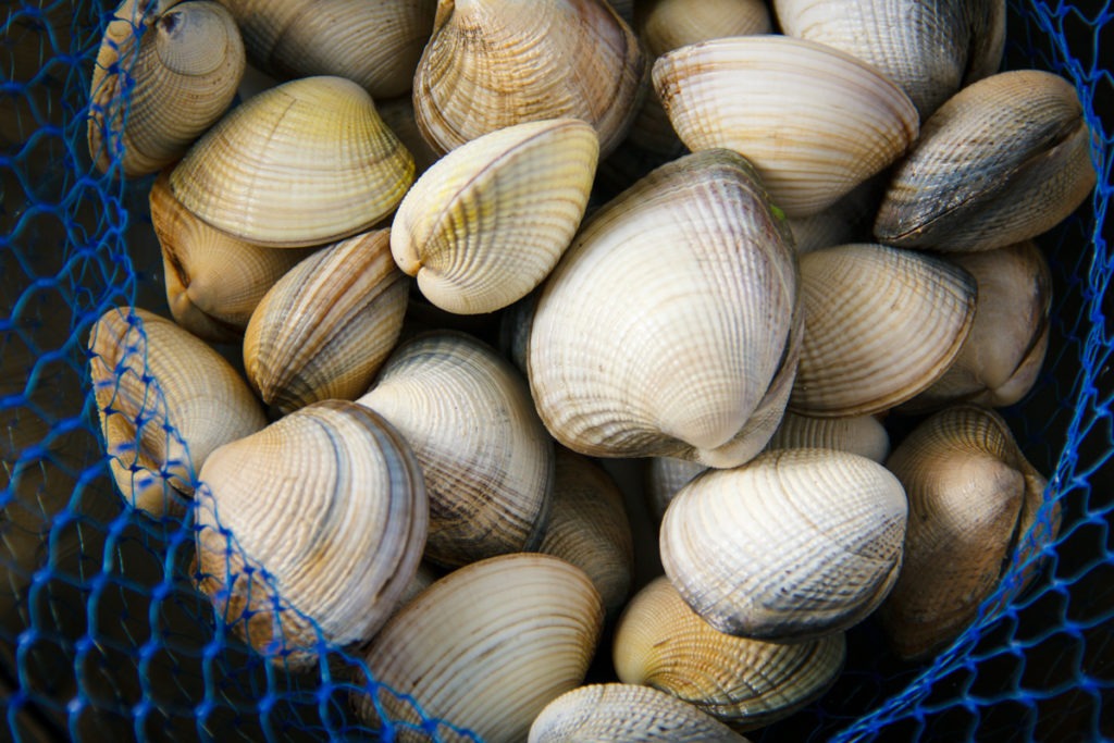 Clams in a bowl